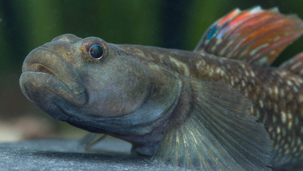 Schwerpunkt des neuen Zuchtprojekts ist die seltene Grundel-Art Rhinogobius szechuanensis. 