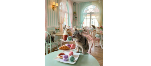Duftendes Katzenspielzeug Duftendes Katzenspielzeug