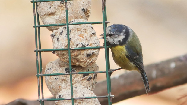 Die Blaumeise gehört zu den Singvögeln, die in vielen Gärten und auf vielen Balkonen Nahrung beziehen. Das wirkt sich positiv auf die Population aus. 
