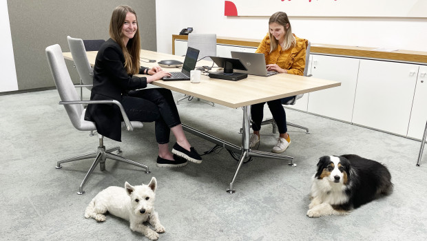 Am Aktionstag „Kollege Hund“ werben der Deutsche Tierschutzbund und die&nbsp;Futtermarke Cesar für Vierbeiner als Begleiter im Arbeitsalltag. Hundefreundliche Unternehmen sind eingeladen, sich am Aktionstag zu beteiligen.