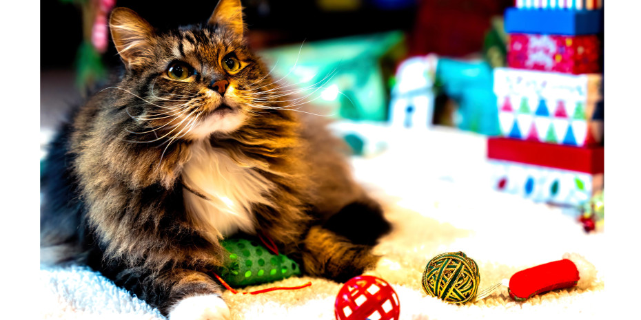 Geschenktütchen, Adventskalender, saisonale Snacks, feine Dosenmenüs oder Spielzeuge als Mitbringsel – kleine, weihnachtliche Geschenke  (oft im Wert von bis zu 50 Euro) sind gefragt. 