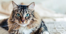 Gesunde Katzenjahre