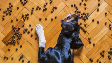 Der dritte Rudelreport untersucht Hundegesundheit und Ernährung