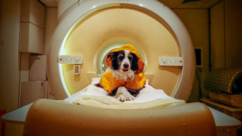 Hirnforschung: Hunde unterscheiden negative Gesichtsausdrücke