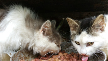 IVH stellt Futterrechner für Hunde und Katzen bereit