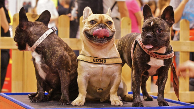 Hund & Co.