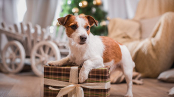 Geschenke für Tiere immer beliebter