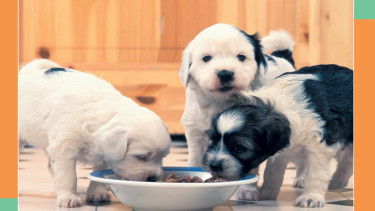 Zoofachhandel büßt Umsatz beim Hundefutter ein 