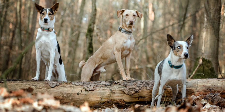 Auch seine eigenen drei Hunde stellen dem Experten vor ihre individuellen Fütterungsbedürfnisse –  mit Leidenschaft und jeder Menge Know-how widmet er sich diesen. 