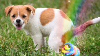 „Perfekter Kot“ in Regenbogenfarben