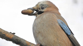 Viele Vögel bleiben im Wald