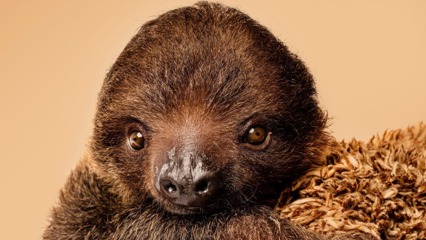 Fridolin heißt der Nachwuchs bei Zoo Zajac.