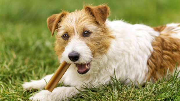 Kalorienarme Snacks und funktionaler Kauspaß sind für Hunde im Trend.