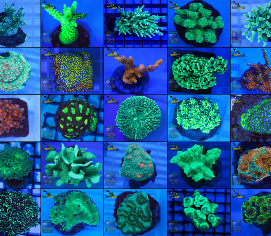 Green Corals Green Corals