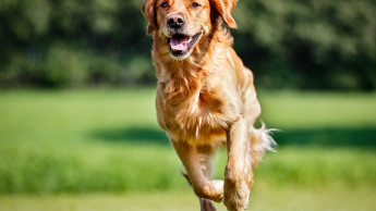 Agria erhält erstmals vergebenen Dog Wellness Award Agria erhält erstmals vergebenen Dog Wellness Award