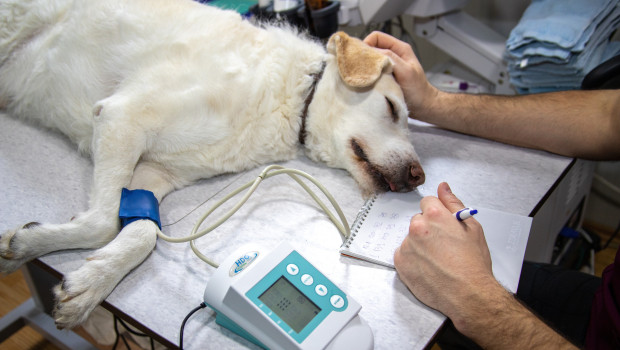 Wer mehr Einkommen hat, gibt für sein Tier mehr Geld beim Tierarzt aus – das zeigt eine aktuelle Studie von Agila und Statista.