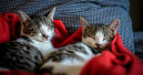 Morgen ist Weltkatzentag