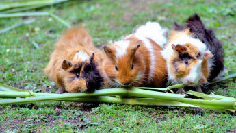 Tierische Nachbarschaften