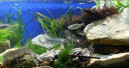 Aquarien-Wettbewerb in Russland