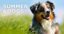 Erlebniswelt für alle Hundefans