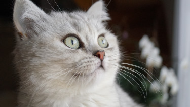 Katzennahrung im Fokus