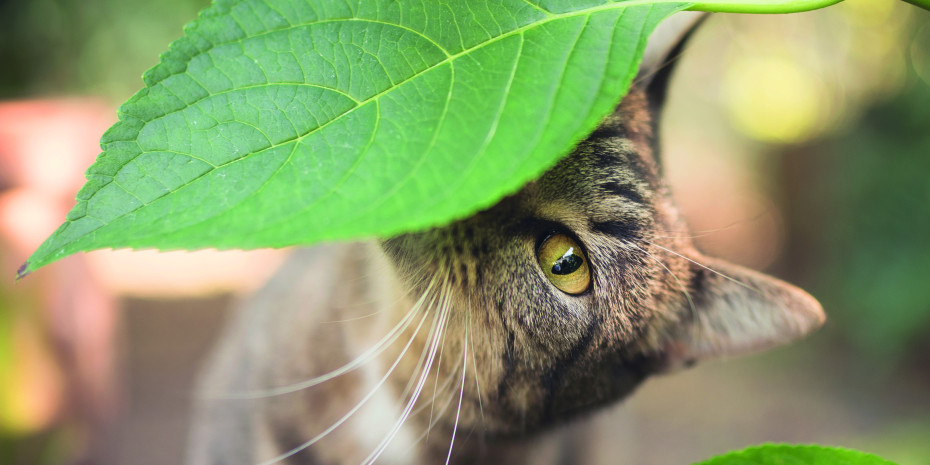 Bei der Herstellung von „Biokat‘s“- Katzenstreu liegt Gimborn nicht  nur das Wohl der Fellnase am Herzen, sondern auch der Schutz der Umwelt.