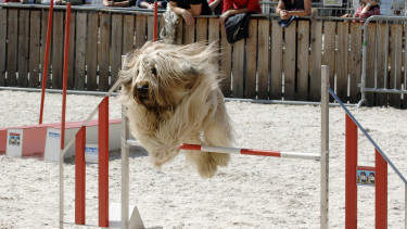Tierische Messe in St. Gallen