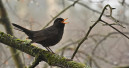 Weniger Vögel als im Vorjahr gezählt