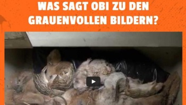 Die Baumarktkette Obi ist derzeit das Ziel einer Kampagne der Tierrechtsorganisation Peta.