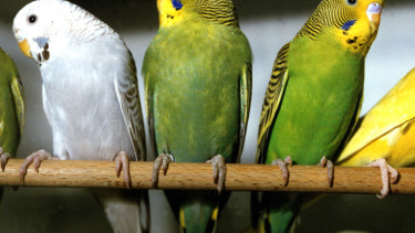 Vogelsegment unter Druck
