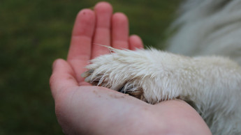 Fachkongress zur tiergestützten Intervention feiert Comeback