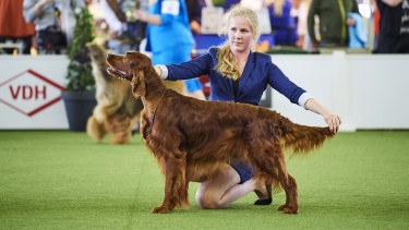 Hund & Pferd öffnet Messepforten in Dortmund