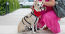 Speed-Date mit Hunden bei GranataPet Speed-Date mit Hunden bei GranataPet