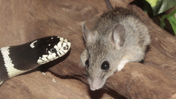 Lebendfütterung ist nicht grundsätzlich verboten