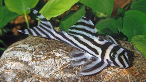 Der ZZF ist sich sicher, dass der Zebraharnischwels ohne die Nachzucht und Reservepopulation in der Aquaristik für immer verloren gehen könnte.
