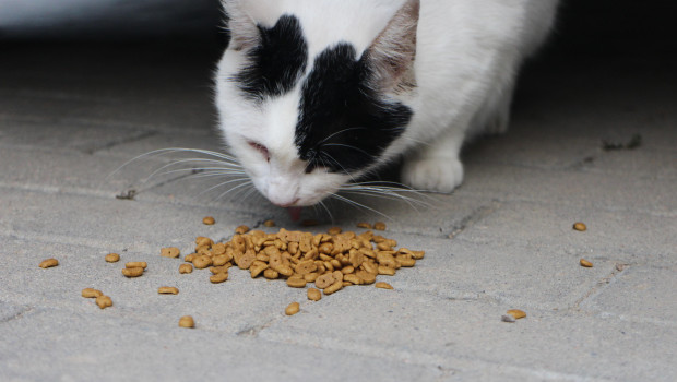 In gewohnter Regelmäßigkeit bewertet die Stiftung Warentest Heimtiernahrungsprodukte, so wie aktuell wieder Katzen-Trockenfutter.
