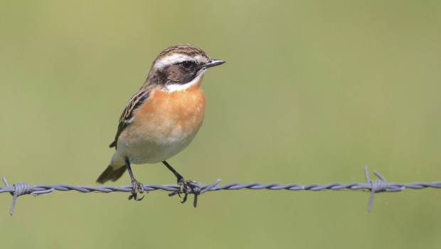 „Dem Braunkehlchen wird der Titel Vogel des Jahres in Abwesenheit verliehen – es ist Langstreckenzieher und bereits im September nach Süden aufgebrochen“, berichtet der Nabu.