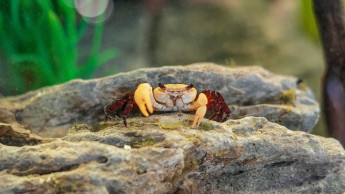 Kölle Zoo verkauft in der Terraristik wieder Lebendtiere