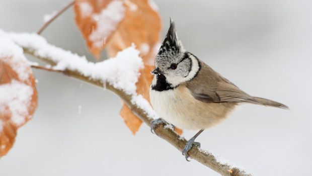 Foto: Frank Derer, NABU, Stunde der Wintervögel    