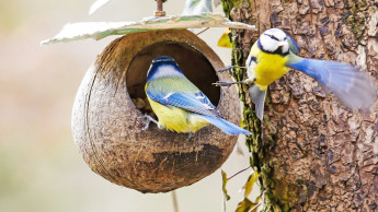 Stunde der Wintervögel