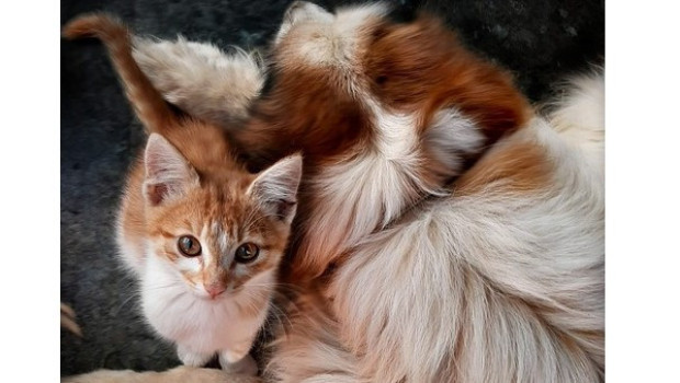 Wenn es ums Sparen geht, dann setzten Haustierbesitzer den Rotstift als letztes beim Tier an.