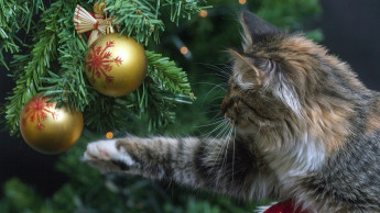 Das Geschäft mit den Geschenken