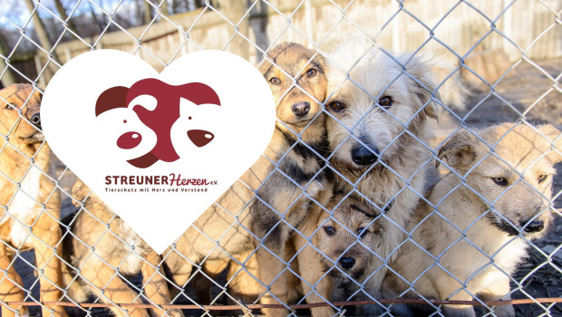 Der Verein Streunerherzen bietet verwaisten Hunden auf Sardinien geschützte Räume.