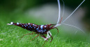 Neue Caridina nach Dennerle benannt