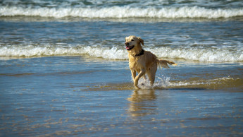 Reiselust auf vier Pfoten