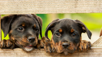 Pflicht zur Kennzeichnung von Hunden und Katzen