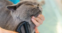 Tierfriseure arbeiten unter erheblichen gesundheitlichen Belastungen