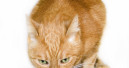 Katzenfutter im Test