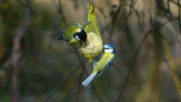 Naturschutzbundes Deutschland (NABU) Naturschutzbundes Deutschland (NABU)