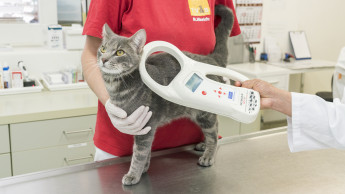 Keine Registrierungspflicht für Katzen?